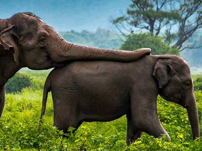 Elefanten-Safari im Sri Lanka Regenwald