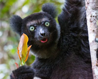 Bild: Indri Lemur