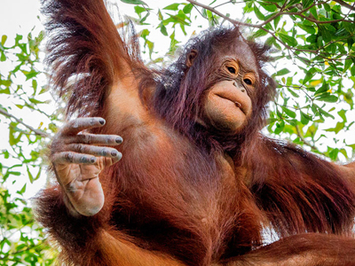 Borneo Orang Utan auf Naturreisen beobachten 