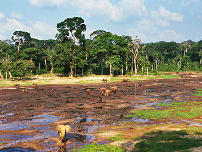Waldelefanten auf eiiner Saline in Gabun