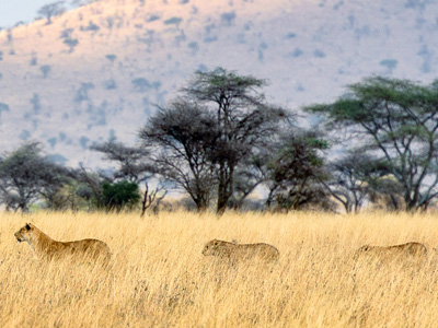 Löwenrudel auf Pirsch bei einer Naturreise in Kenia