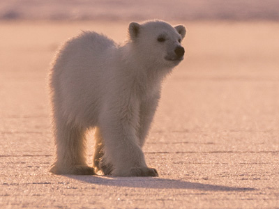 Fotoreise Spitzbergen 2024 | Eisbären-Reise mit Thorsten Milse