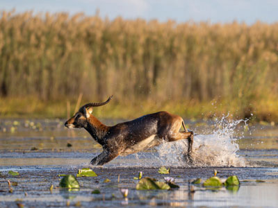 Lechwe Antilope im Bangewulu-Feuchtgebiet von Sambia