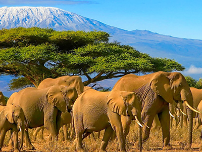 Elefanten wandern im Amboseli Nationalpark in Kenia