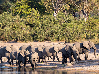 Elefantenherde im Mamili-Nationalpark, Caprivistreifen von Namibia