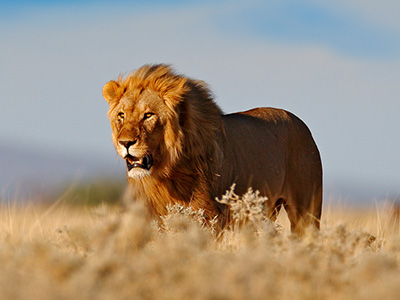 Löwenbeobachtung auf Safari im Kgalagadi-Nationalpark