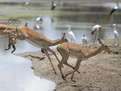 Impala Antilopen in Tansania