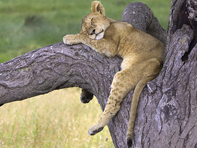 Auf Safaris sieht man an heißen Tagen Löwen im Baum rasten