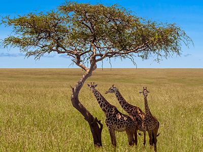 Giraffen stehen unter einer Akazie im Nationalpark von Uganda