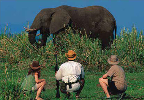 Afrika-Reisen mit Elefanten-Safari