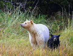 Kermodebären in British Columbia, Kanada-Rundreise