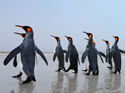 Bild: Pinguine Kolonie