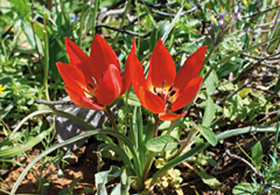 Bild: Botanikreise Tulpen