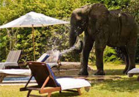 Bild: Elefant