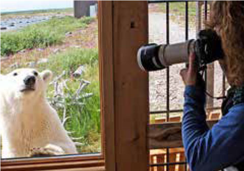 Bild: Schnappschuss Eisbär