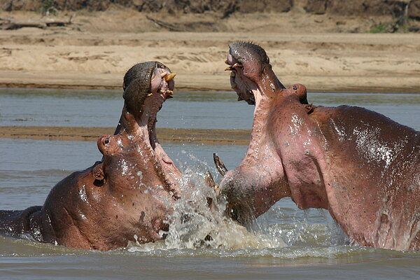 Flusspferde im Luangwa-Fluss - Sambia