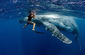 Mit Buckelwalen schwimmen, Tonga Ha´apai