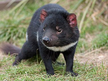 Beutelteufel in Australien bei einer Naturreise