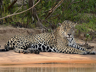 Jaguar im Pantanal bei Brasilienreise