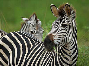 Zebras beobachten im Luangwa-Nationalpark in Sambia