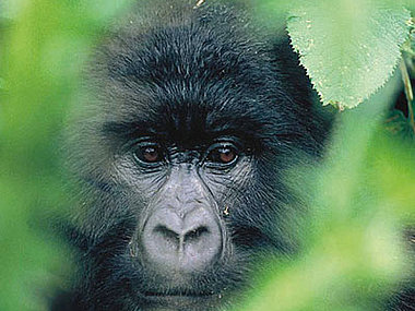 Bild: Gorilla in der Natur
