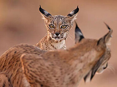 Pardelluchs und bunte Dehasa auf einer Naturreise in Spanien