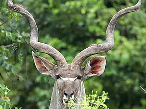 Kudu Waldantilope im Luangwa-Nationalpark von Sambia