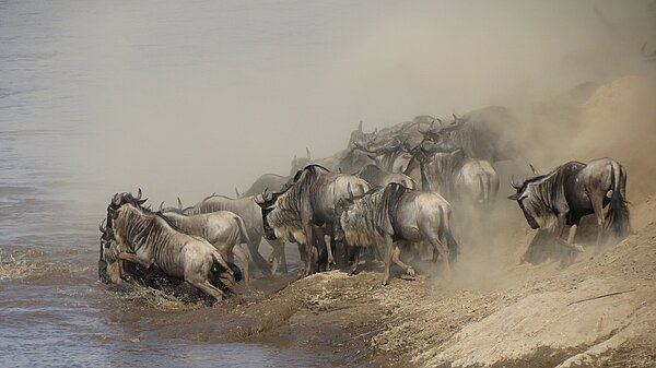 Gnus am Mara-Fluss, Kenia-Reise