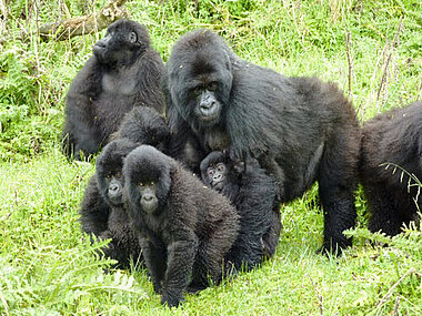 Berggorillafamilie