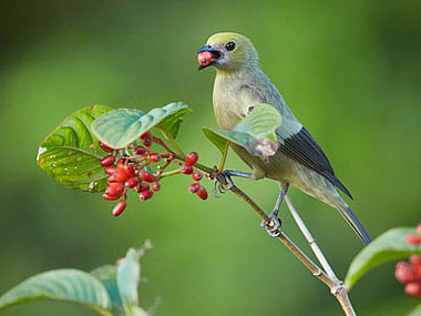 Vogelbeobachtung bei DUMA-Naturreise auf Tobago 