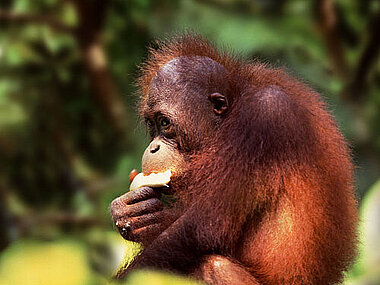 Orang-Utan im Sepilok-Zentrum nahe Sandakan auf Borneo