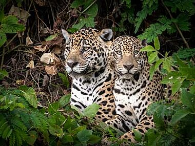 Jaguare am Ufer des Rio Cuiaba, Pantanal-Reise