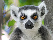 Bild: Indri