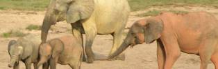 Bild: Elefantenherde