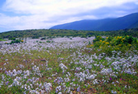 Atacama