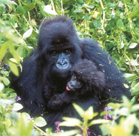 Gorilla Mama mit Jungtier Bild: Gorilla Mama mit Jungtier