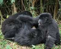 Bild: Gorillas