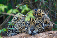 Bild: Jaguar