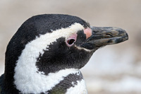 Bild: Magellan - Pinguin