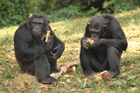 Bild: Schimpansen 