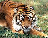 Bild: Tiger