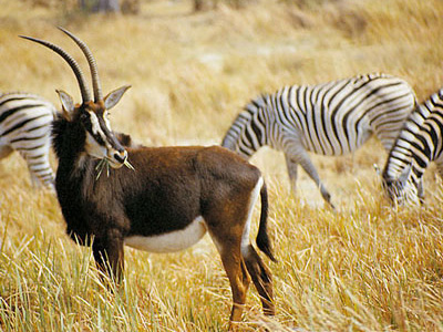 Tierherden in Tansania