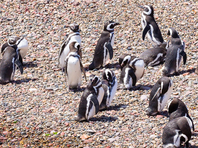 Magellan-Pinguine der Malaspina-Bucht, Argentinien