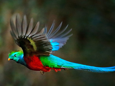 Fliegender Quetzal im Nebelwald von Costa Rica