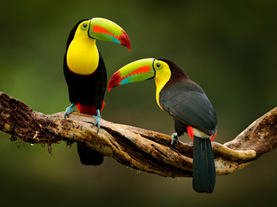 Zwei Tukane im Regenwald von Nicaragua