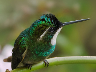 Weiskehl-Kolibri im Panama-Regenwald