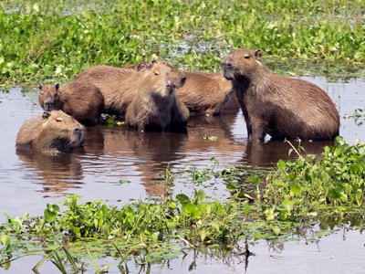 Capybaras in den Sümpfen von Venezuela