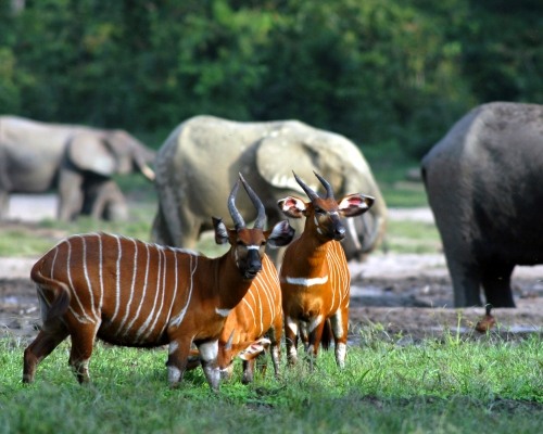 Tiere im Dzanga-Sangha Nationalpark