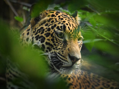 Jaguar-Beobachtung am Rio Cuiaba, Pantanal-Reise