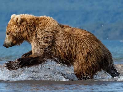 Kamtschatka-Braunbär bei der Lachsjagd